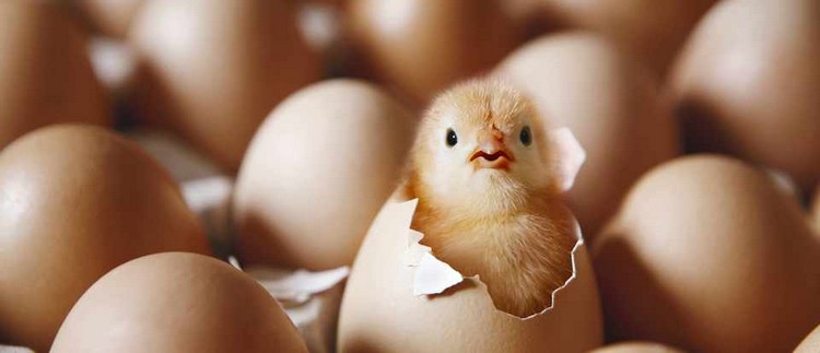 comment savoir si œuf est bon périmé oeuf fécondé astuces