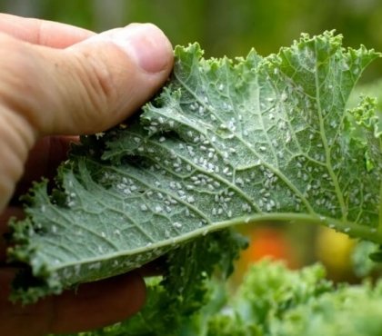 comment se débarrasser des pucerons décourager parasites plantes accompagnement