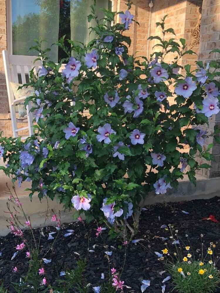 comment tailler un hibiscus de jardin althéa conseils