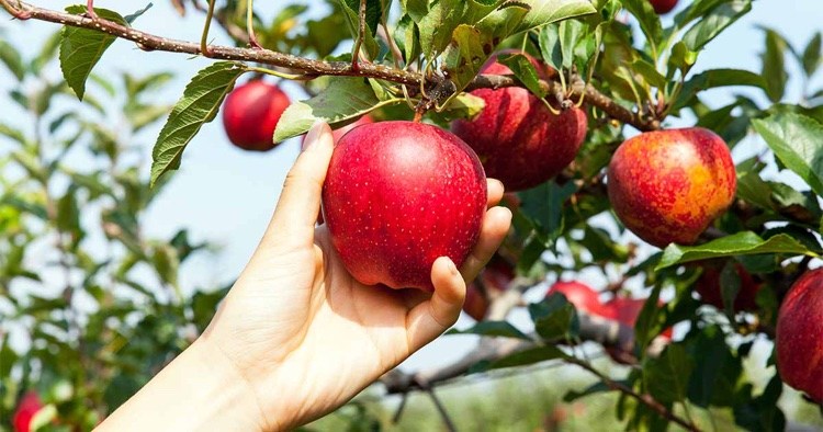 comment utiliser le savon noir pour traiter les arbres fruitiers contre les pucerons lanigères