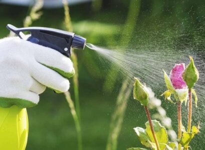 comment utiliser le savon noir sur les rosiers astuces et prévention contre les pucerons