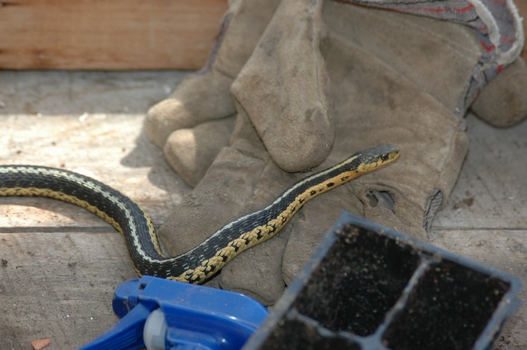 how to keep snakes away from your garden