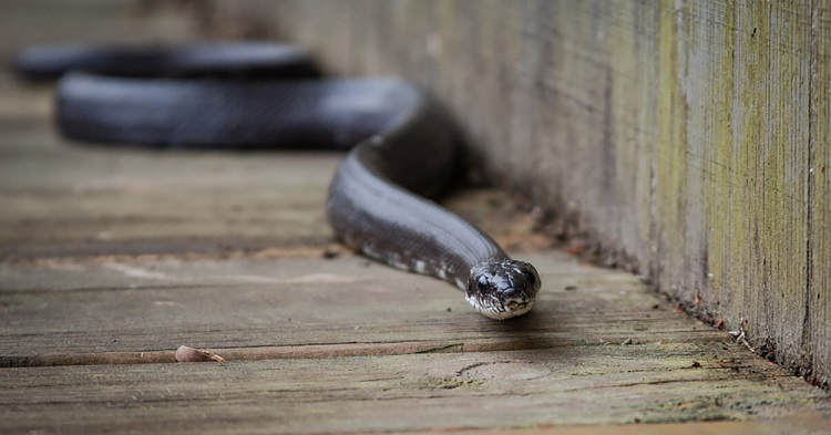 how to naturally repel snakes in an ardin terraced house