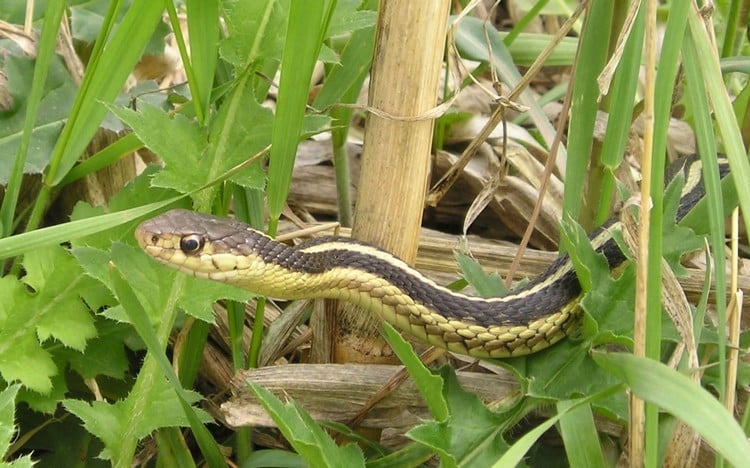  Comment éloigner les serpents de son jardin naturellement ? Astuces et produits courants répulsifs