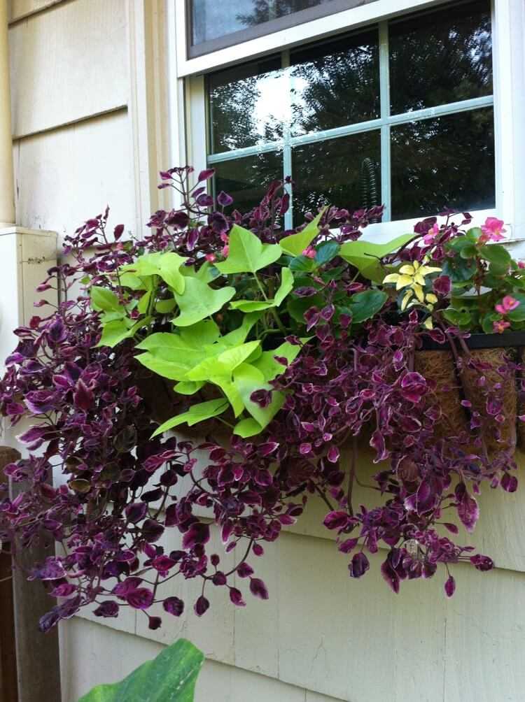 corbeille de plantes retombantes extérieur coléus feuillage rouge foncé Plectranthus scutellarioides Red Trailing Queen