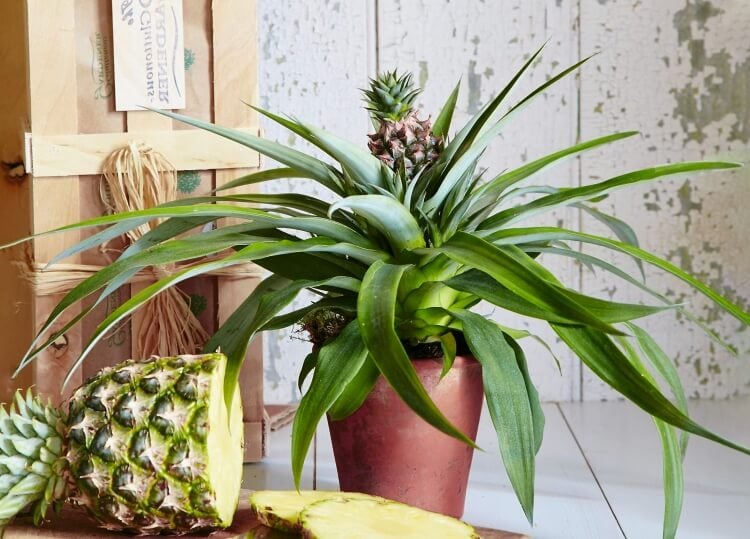 cultiver ananas comosus plante d'intérieur