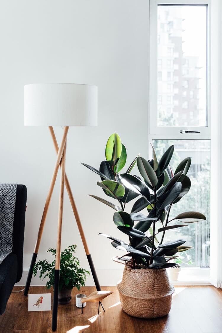 culture et entretien de la plante caoutchouc ficus elastica en appartement