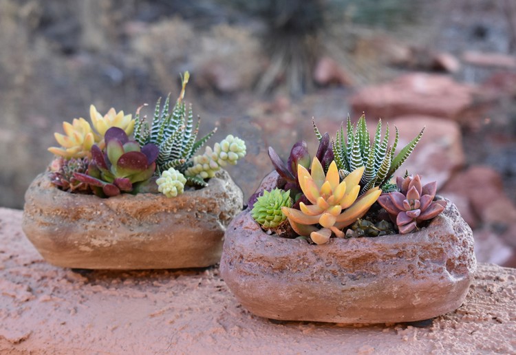 décoration jardin extérieur pots pierre plantes succulentes