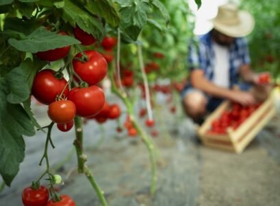 engrais naturel pour tomates ingrédients écologiques