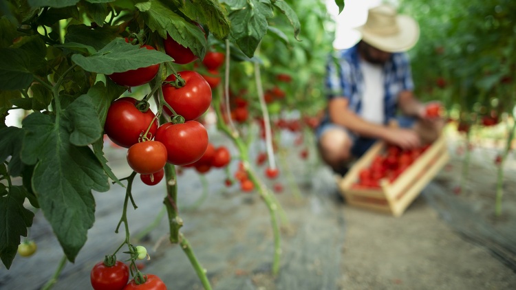 engrais naturel pour tomates ingrédients écologiques