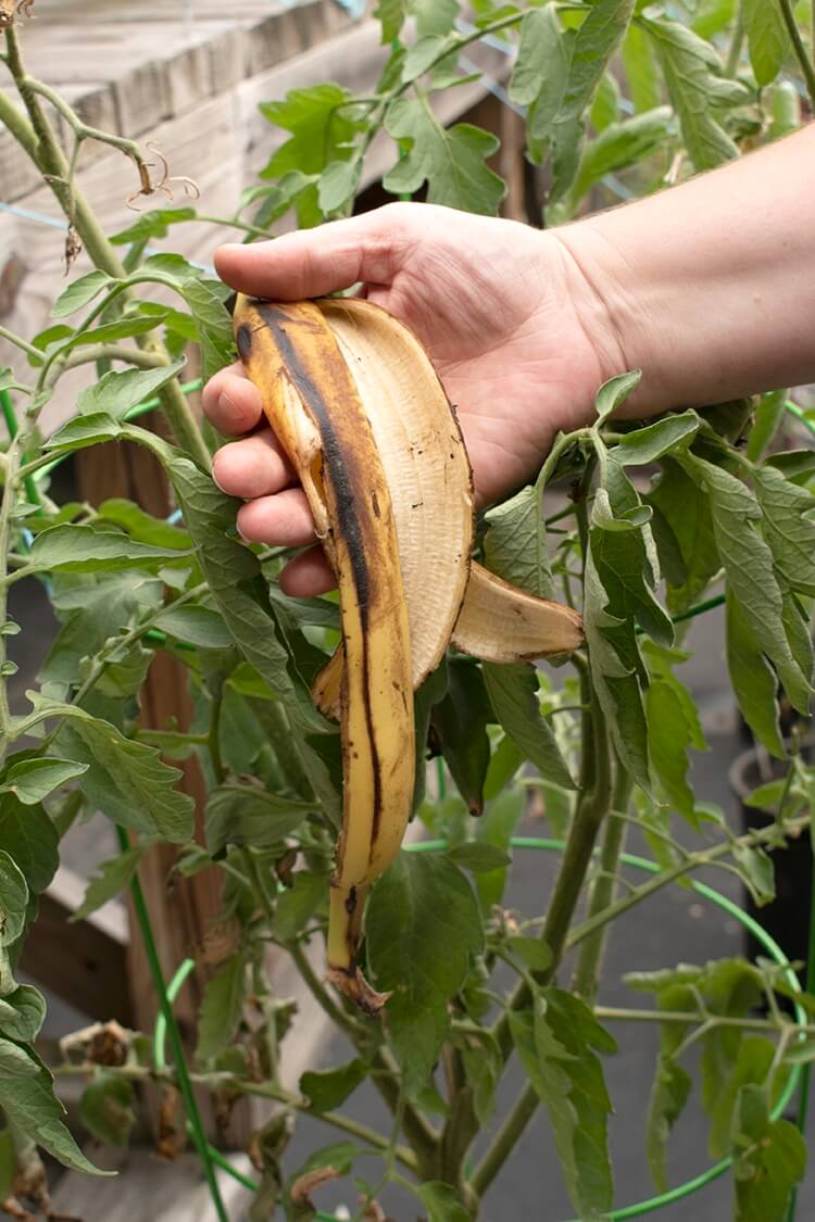 engrais naturel pour tomates peaux de banane source de potassium