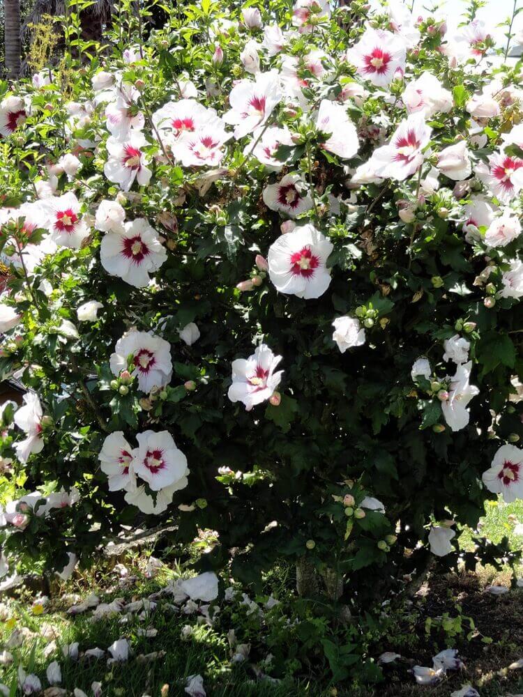 entretien hibiscus syriacus althéa blanc culture pleine terre