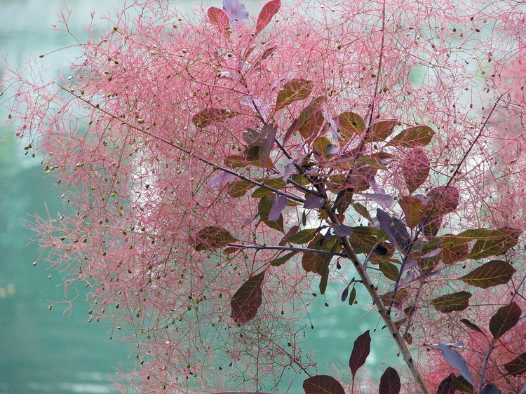 feuilles fleurs arbre à perruque Cotinus coggygria variété Candy Floss