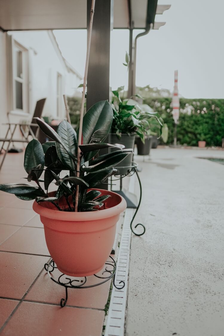ficus elastica plante caoutchouc en pot terrasse été