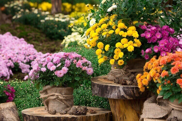 fleur automne pour jardinière chrysanthèmes en pots différentes couleurs