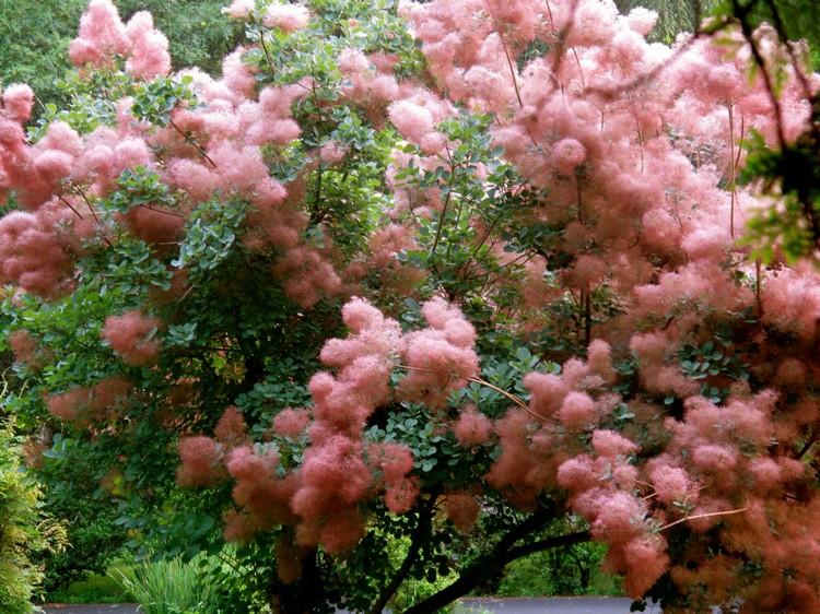 fleurs fumée rose arbre à perruque Cotinus coggygria variété Candy Floss