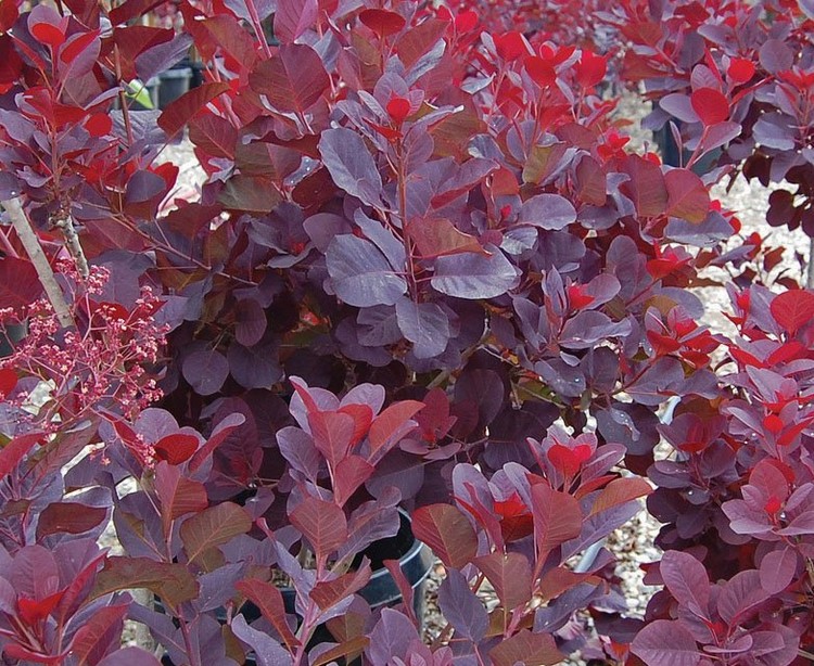 gros plan feuilles arbre perruque Cotinus coggygria variété Velvet Cloak