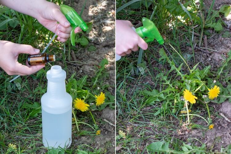 herbicide naturel efficace pour tuer les mauvaises herbes vinaigre blanc détergent huiles essentielles