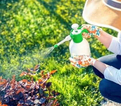 herbicide naturel fait maison recettes efficaces et écologiques