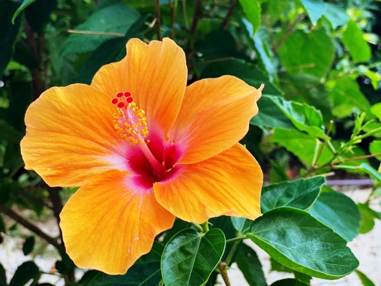 hibiscus de jardin althéa fleur orange arbuste ornement fleurs exotiques