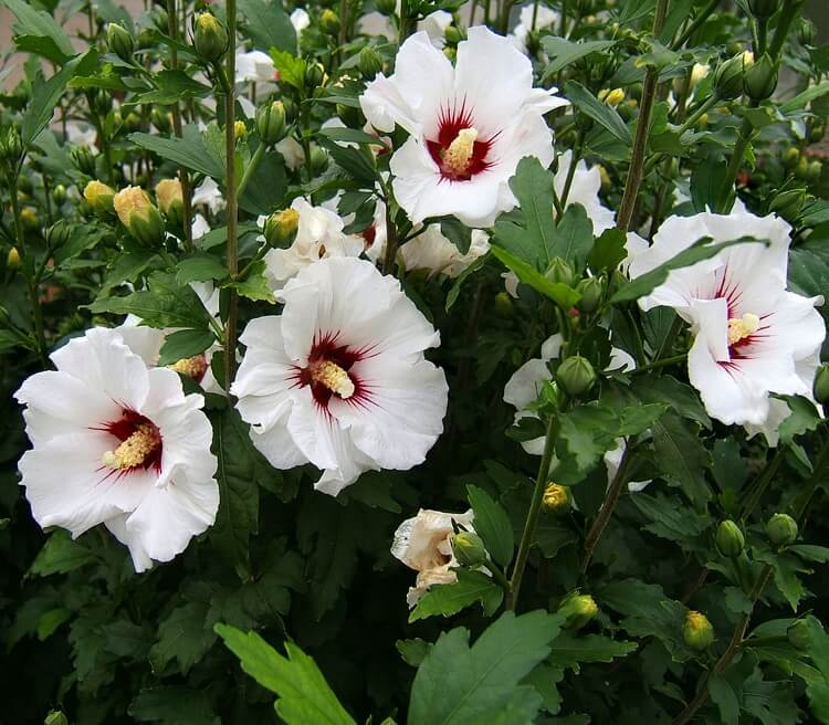 hibiscus de jardin blanc syriacus arbuste à fleurs ornemental