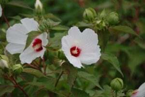 hibiscus fleurs blanches entretien et conseils de culture