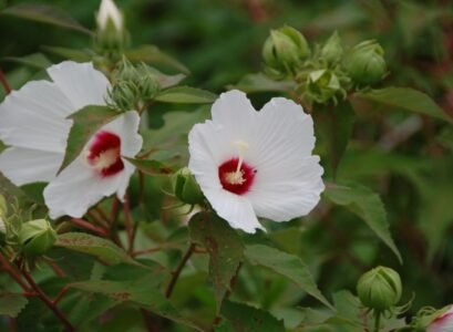 hibiscus fleurs blanches entretien et conseils de culture