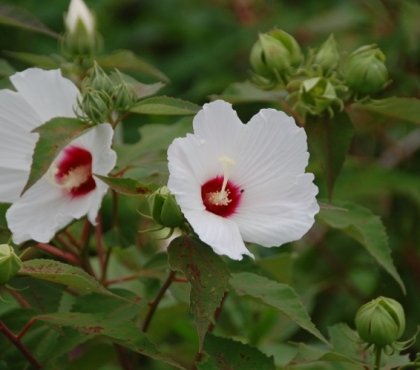 hibiscus fleurs blanches entretien et conseils de culture