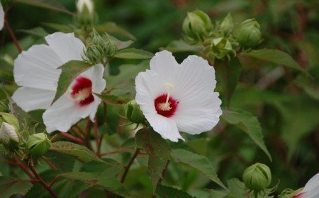 hibiscus fleurs blanches entretien et conseils de culture