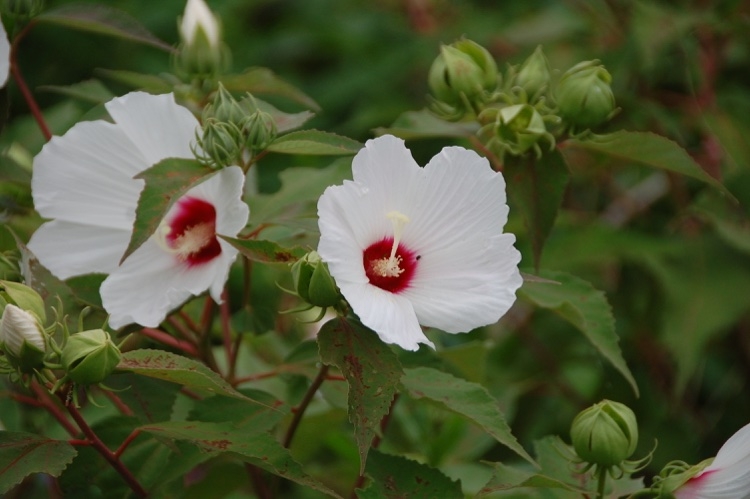 hibiscus fleurs blanches entretien et conseils de culture