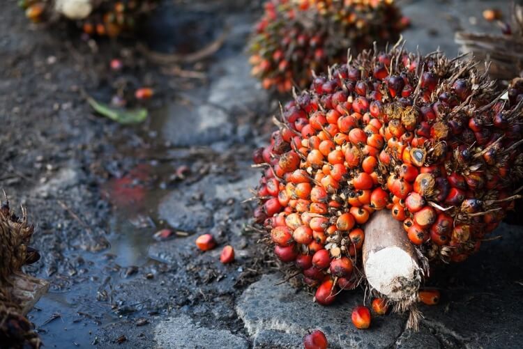 huile de palme santé effets