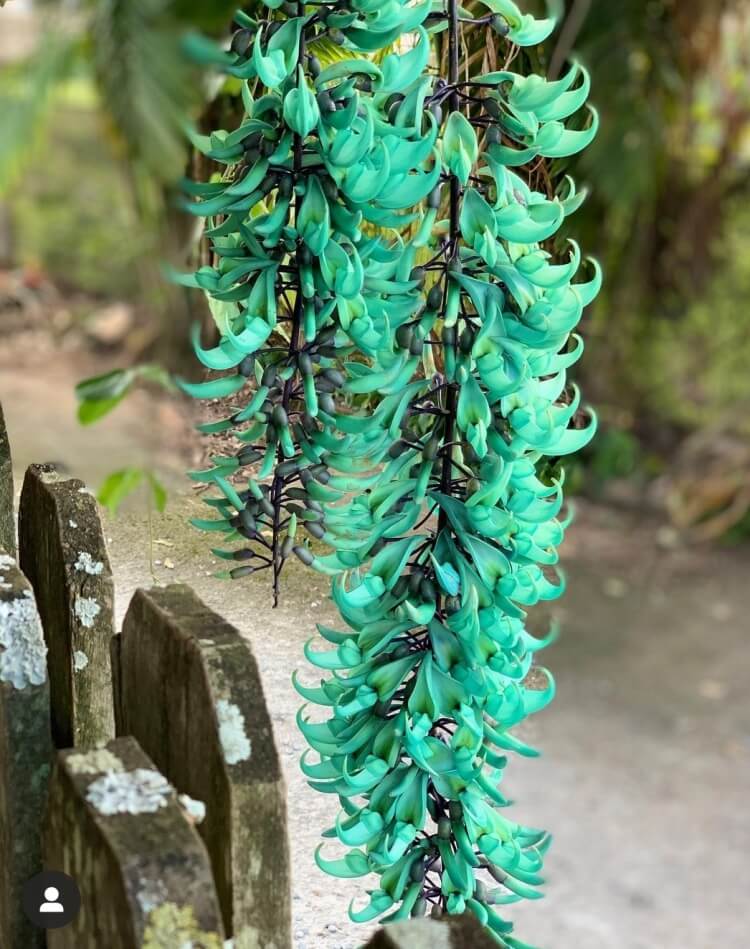 liane de jade bleue amateurs parvenir cultiver