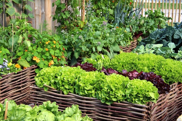 légumes à planter au mois de septembre associer plantes potager