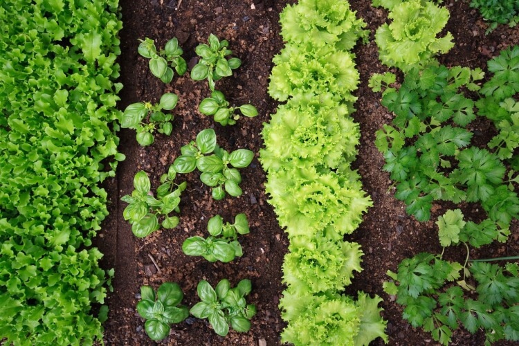 légumes à planter en septembre épinards développement rapide petite surface
