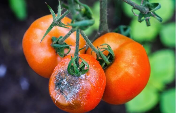 maladie tomate tige noire traitement affecter tige infection ulcéreuse