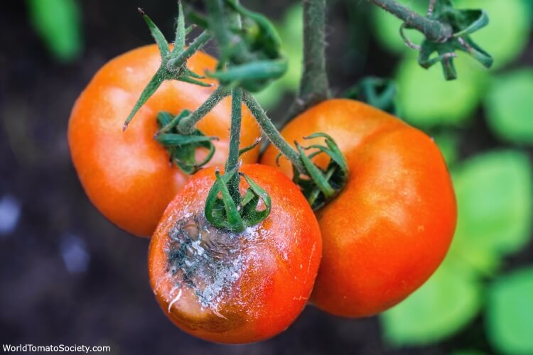 maladie tomate tige noire traitement infection ulcéreuse tige tomate