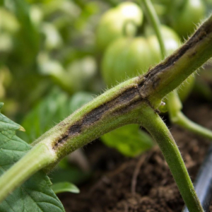 maladie tomates tiges noires champignons infecter racines