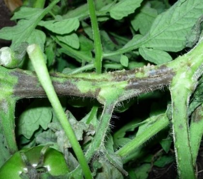 maladie tomates tiges noires champignons infecter racines