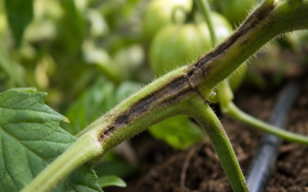 maladie tomates tiges noires champignons infecter racines