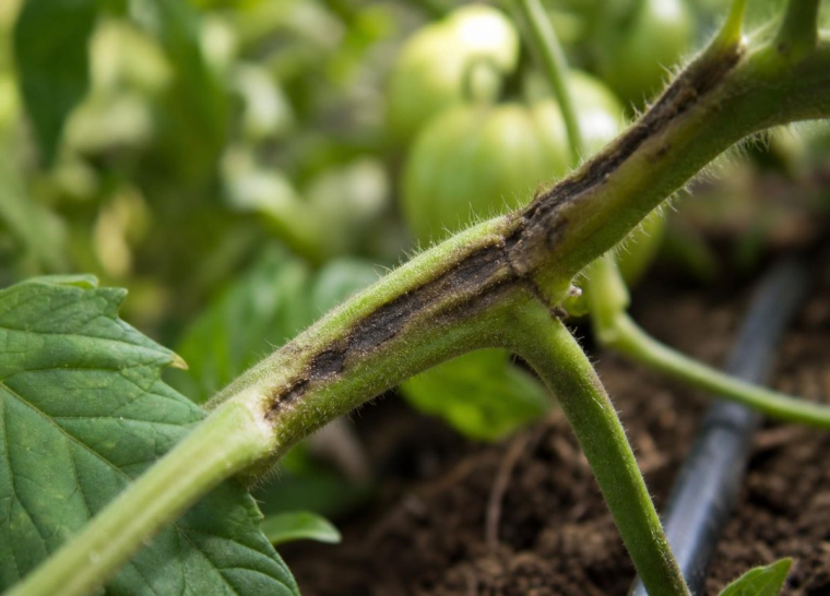 maladie tomates tiges noires champignons infecter racines