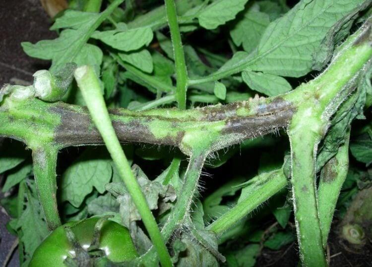 maladie tomates tiges noires champignons infecter racines