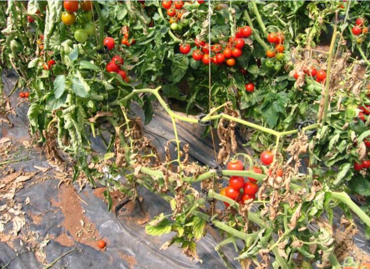 maladie tomates tiges noires rotation cultures épuisement sol