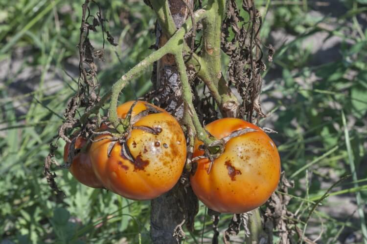 mildiou tomates moisissure humidité ventilation