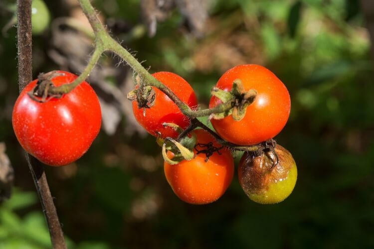 mildiou tomates suivre conseils professionnels