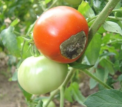 mildiou tomates traitement curatif alterner plantes éviter infections