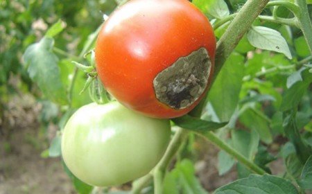 mildiou tomates traitement curatif alterner plantes éviter infections