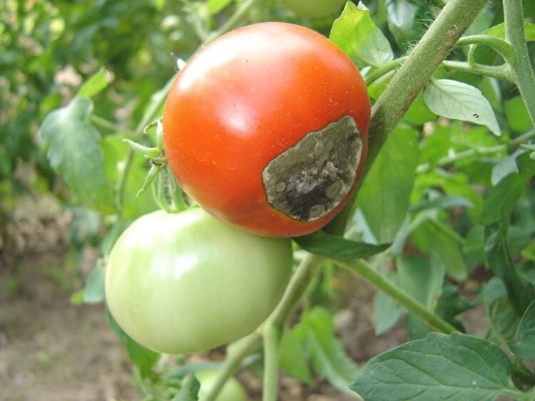 mildiou tomates traitement curatif alterner plantes éviter infections