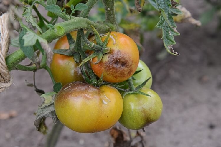 mildiou tomates traitement curatif empêcher feuilles fruits toucher sol