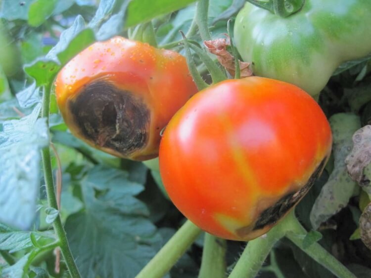 mildiou tomates traitement curatif prévenir arroser soigneusement