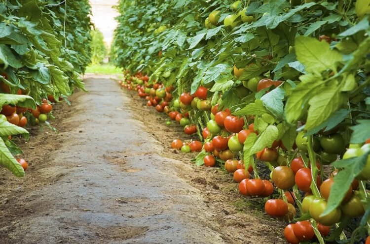 nutriments dans le sol phases de croissance des tomates